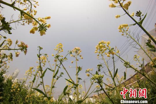 天博·（中国）官方网站教授付东辉培育出的彩色油菜花。　王昊阳 摄